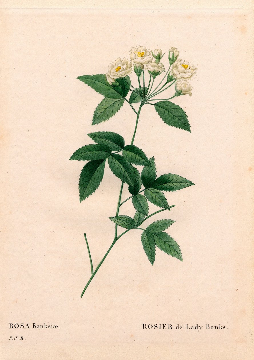 Lady Banks ruusu, Rosa banksiae var. alba-plena. Käsinvärinen pistekuparikaiverrus Pierre Joseph Redouten teoksesta Les Roses, Paris tekijältä Pierre Joseph Redouté