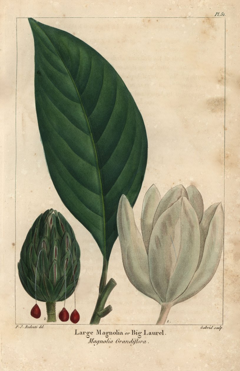 Iso magnoliapuu, iso laakeripuu, Magnolia grandiflora (kaiverrus) tekijältä Pierre Joseph Redouté