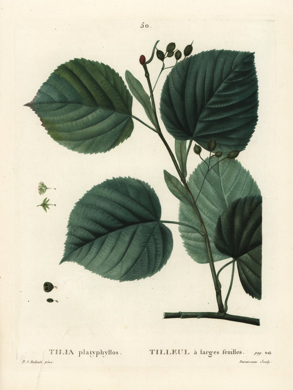 Isolehtinen lehmus, Tilia platyphyllos. Du Ruisseaun käsinvärinen pistekaiverrus Pierre-Joseph Redouten kuvituksen jälkeen Henri Louis Duhamel du Moncelin teoksesta Treat des Arbres et Shrustes, Pariisi tekijältä Pierre Joseph Redouté