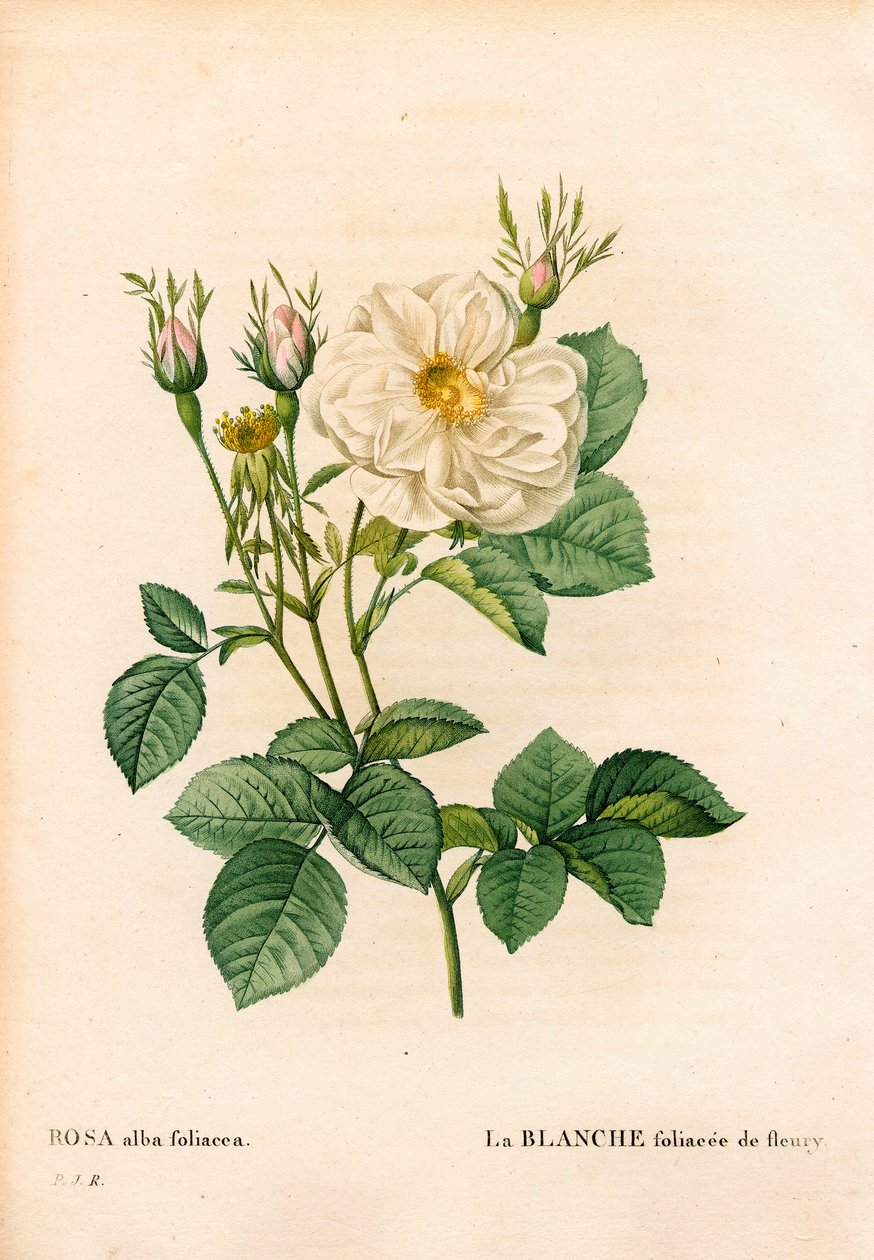 Lehtevä valkoinen ruusu Fleurysta, Rosa alba -lajikkeesta, la blanc foliaceee de Fleury. Käsinvärinen pistekuparikaiverrus Pierre Joseph Redouten teoksesta Les Roses, Paris tekijältä Pierre Joseph Redouté