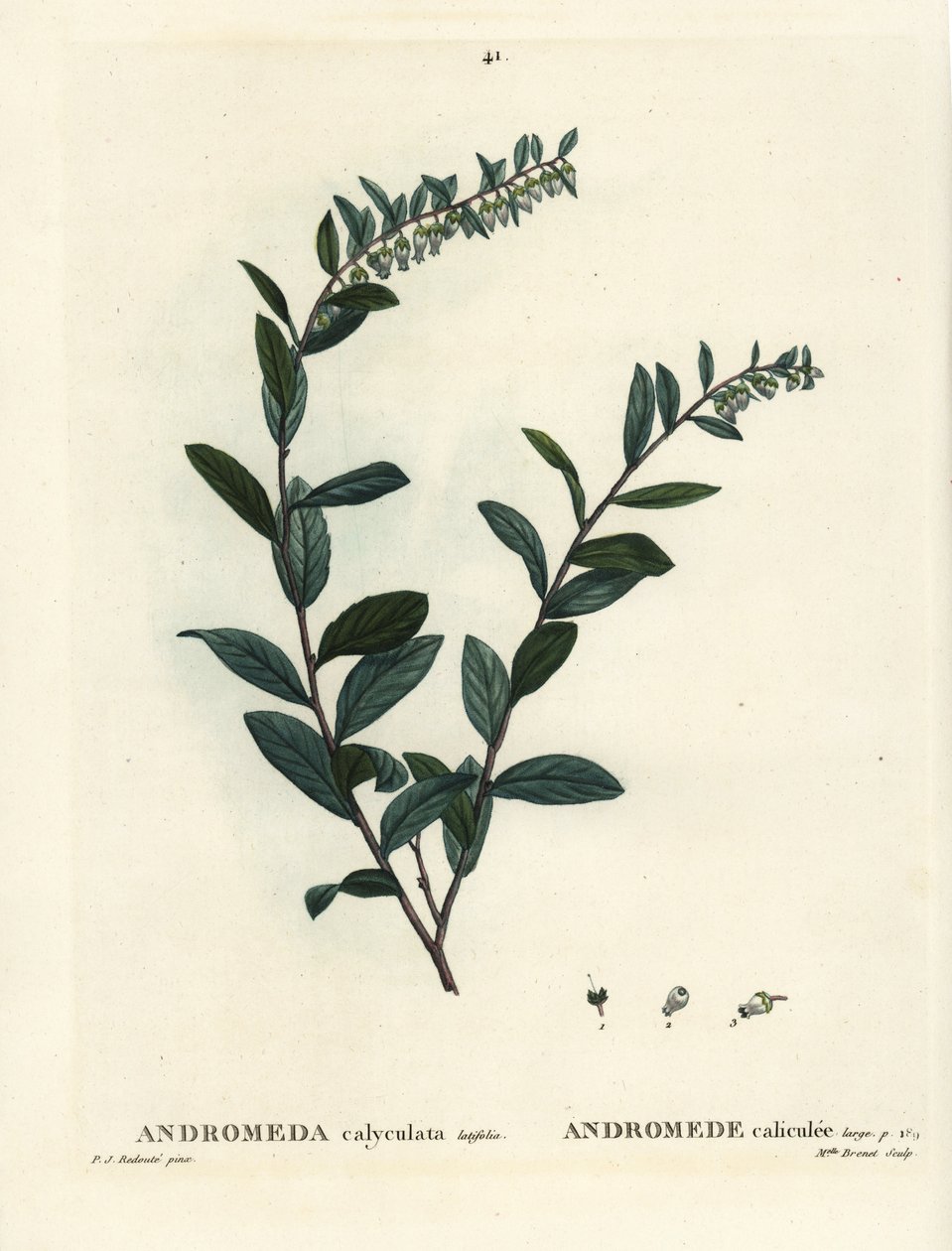 Nahkalehti, Chamaedaphne calyculata (Andromeda calyculata). Neiti Brenet