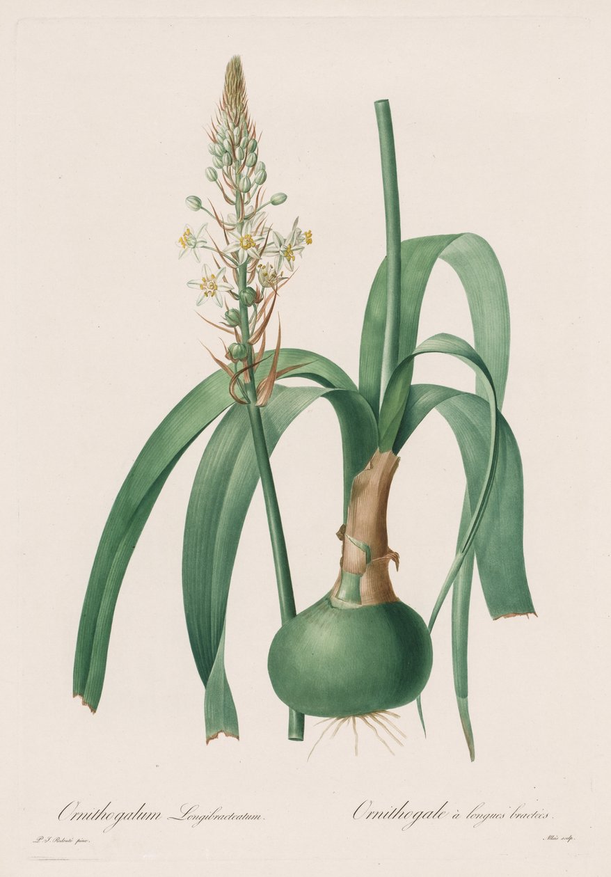 Les Liliacées: Ornithogalum longibracteatum tekijältä Pierre Joseph Redouté