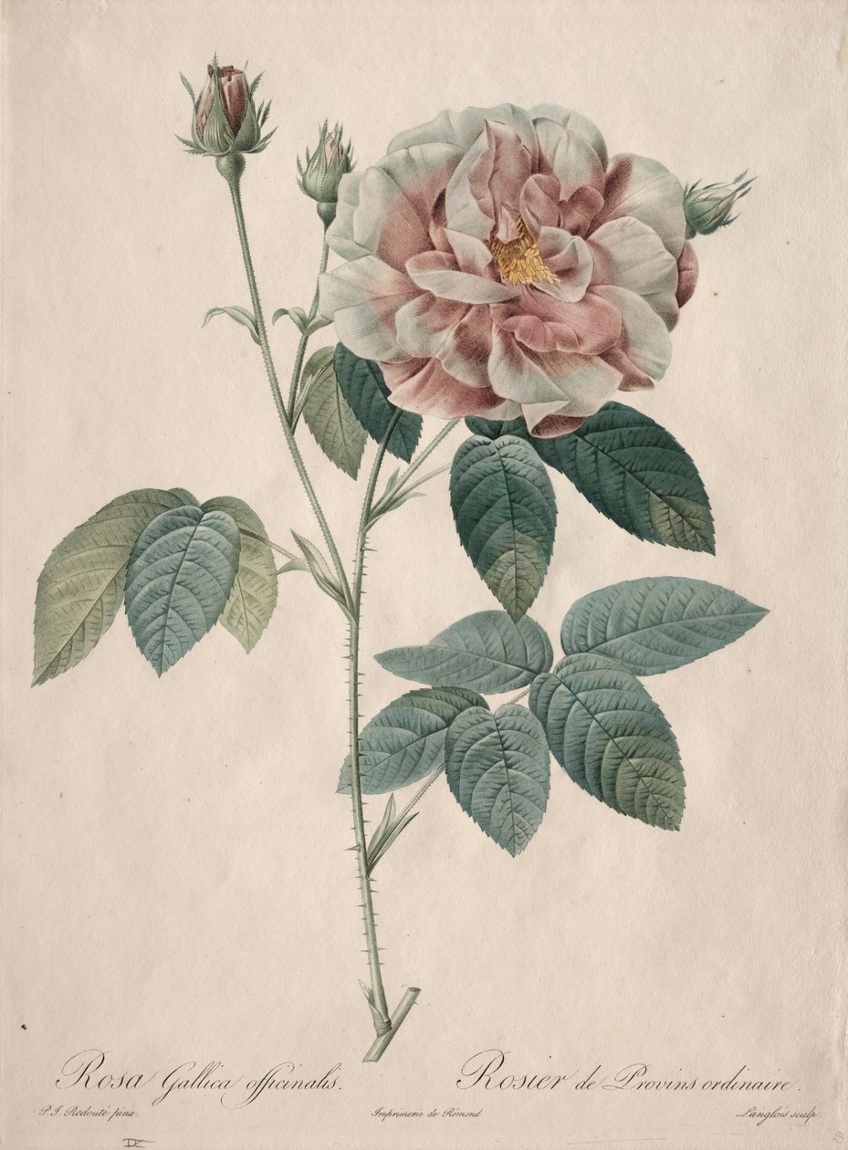 Ruusut: Rosa Gallica tekijältä Pierre Joseph Redouté