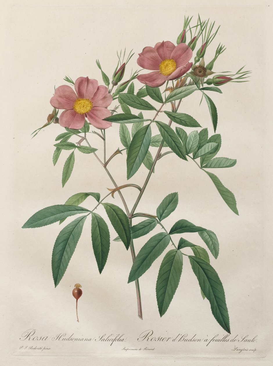 Les Roses: Rosa Hudsoniana Salicifolia tekijältä Pierre Joseph Redouté