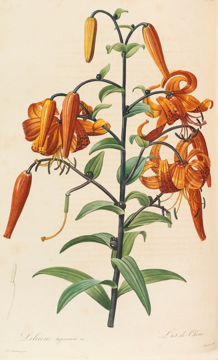 Liliaceae, 1804-1815. tekijältä Pierre Joseph Redouté