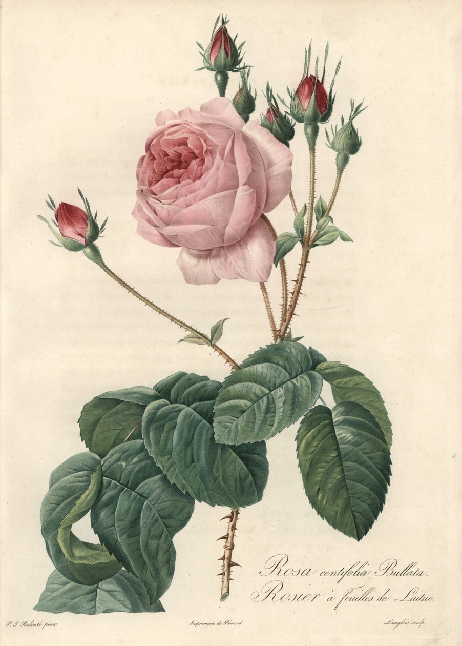 Salaatinlehtiruusu - Eau forte de Langlois, perustuu Pierre Joseph Redouten (1759-1840) kuvaan Les Rosesista tekijältä Pierre Joseph Redouté