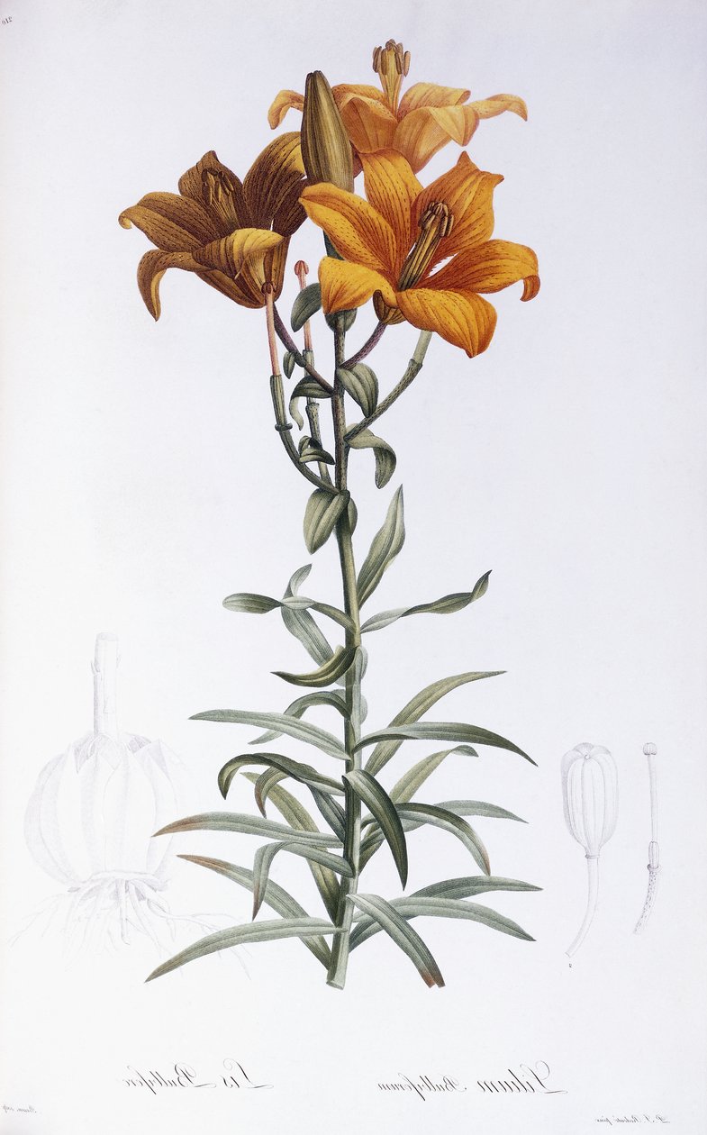 Lily Bulbiferum tekijältä Pierre Joseph Redouté