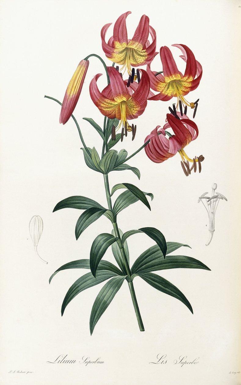 Lilium Superbus, 1805-1816 tekijältä Pierre Joseph Redouté