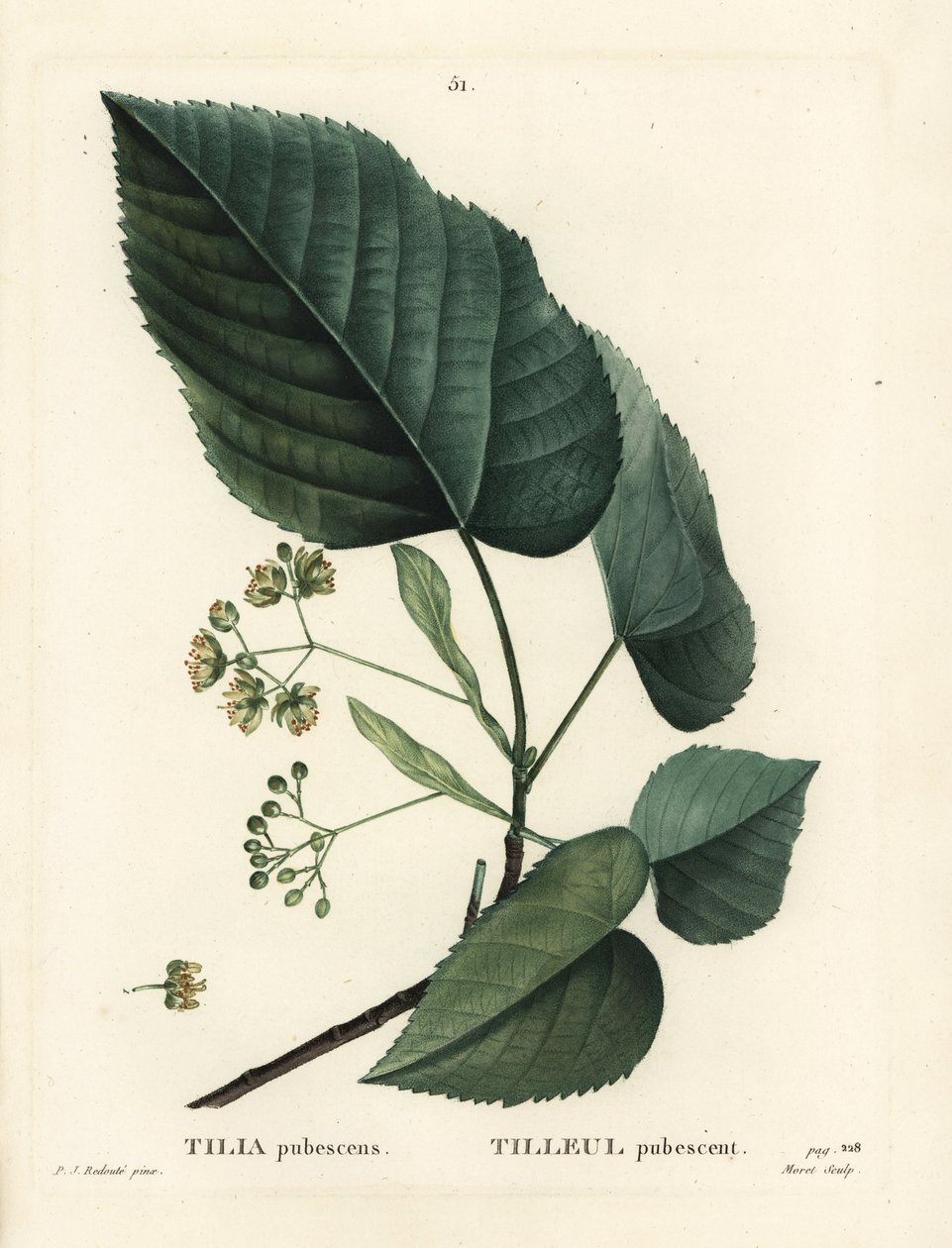 Lime puu, Tilia pubescens. Moretin käsinvärinen pistekaiverrus Pierre-Joseph Redouten piirustuksen jälkeen Henri Louis Duhamel du Moncelin teoksesta Treat des Arbres et Shrustes, Pariisi tekijältä Pierre Joseph Redouté