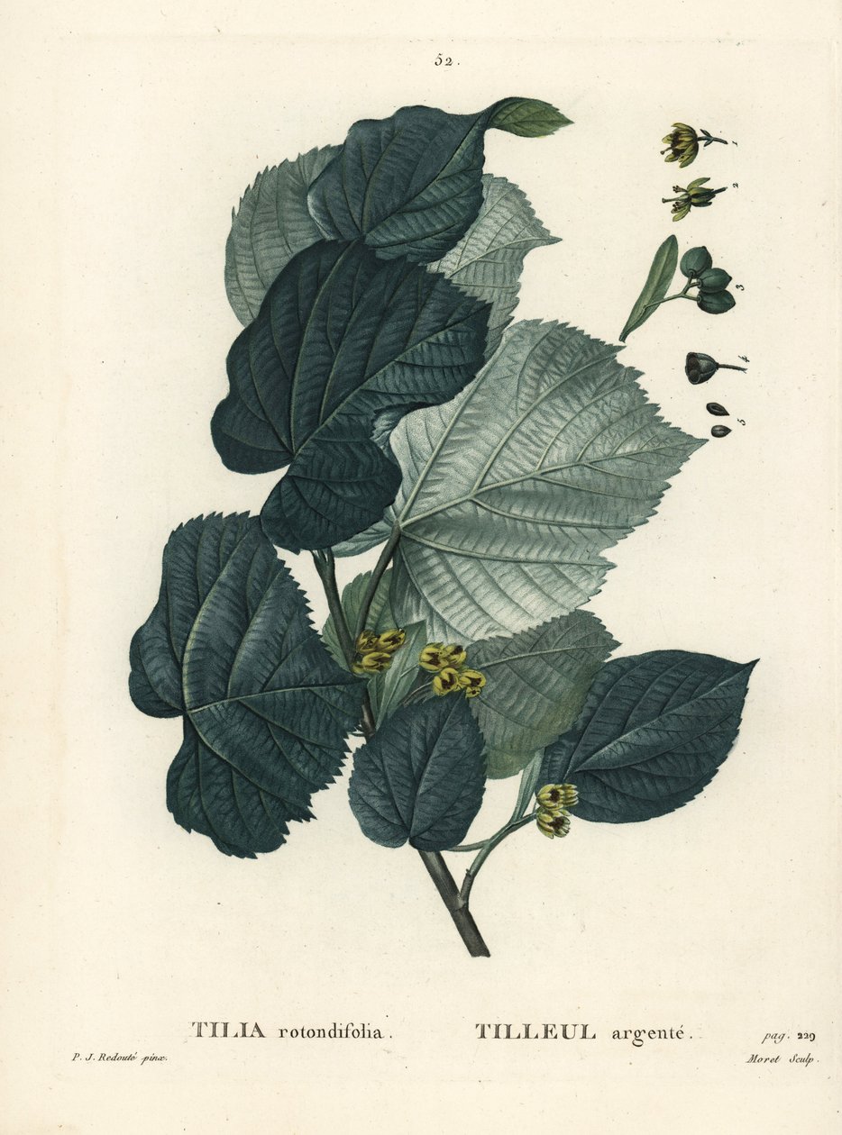 Lime puu, Tilia rotundifolia. Moretin käsinvärinen pistekaiverrus Pierre-Joseph Redouten piirustuksen jälkeen Henri Louis Duhamel du Moncelin teoksesta Treat des Arbres et Shrustes, Pariisi tekijältä Pierre Joseph Redouté