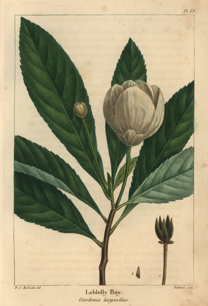 Loblolly Bay, Gordonia lasyanthus (kaiverrus) tekijältä Pierre Joseph Redouté