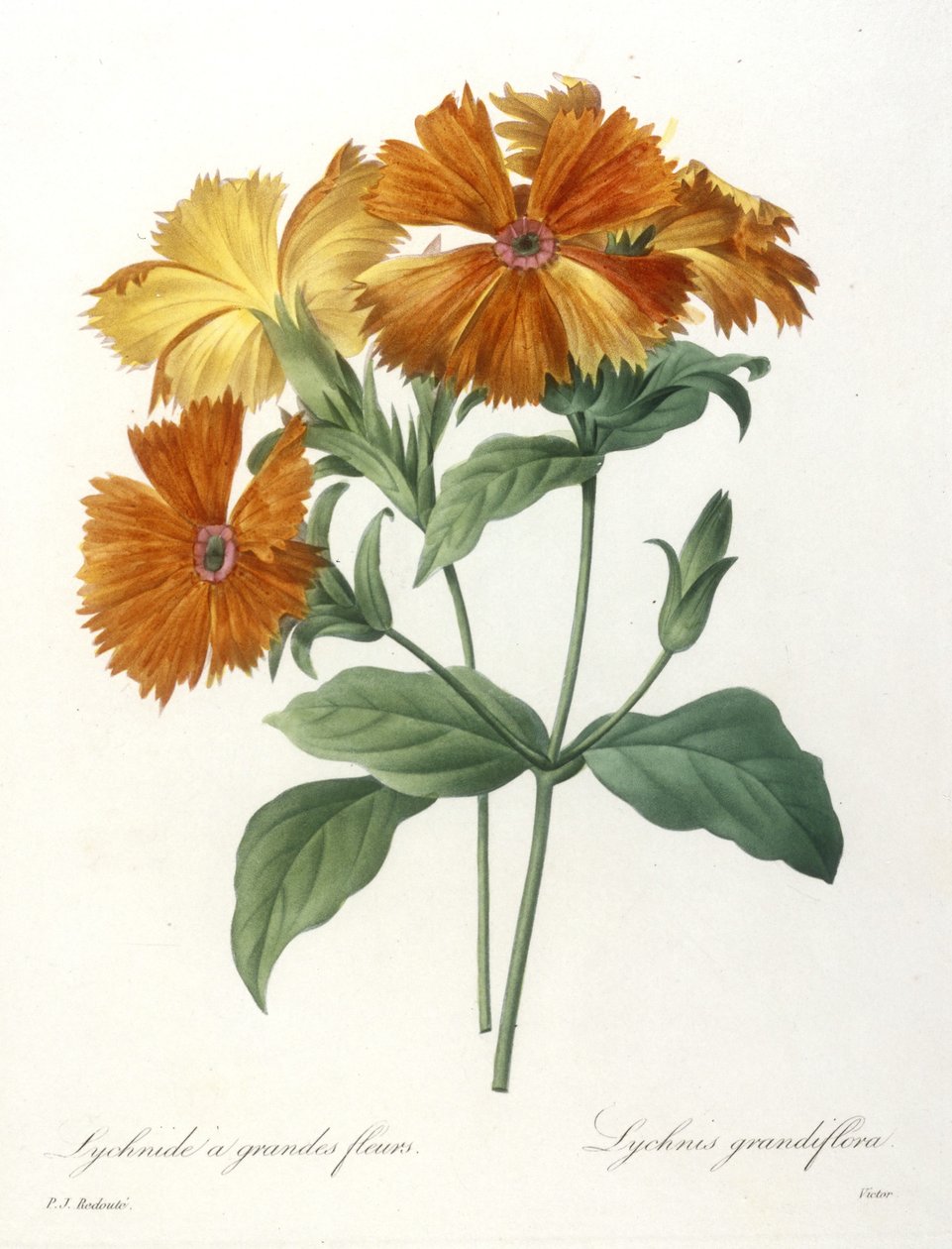 Isokukkainen lychnid, Lychnus grandiflora, kauneimpien kukkien ja kauneimpien hedelmien valinnasta, 1827 (käsinvärinen pistekaiverrus) tekijältä Pierre Joseph Redouté