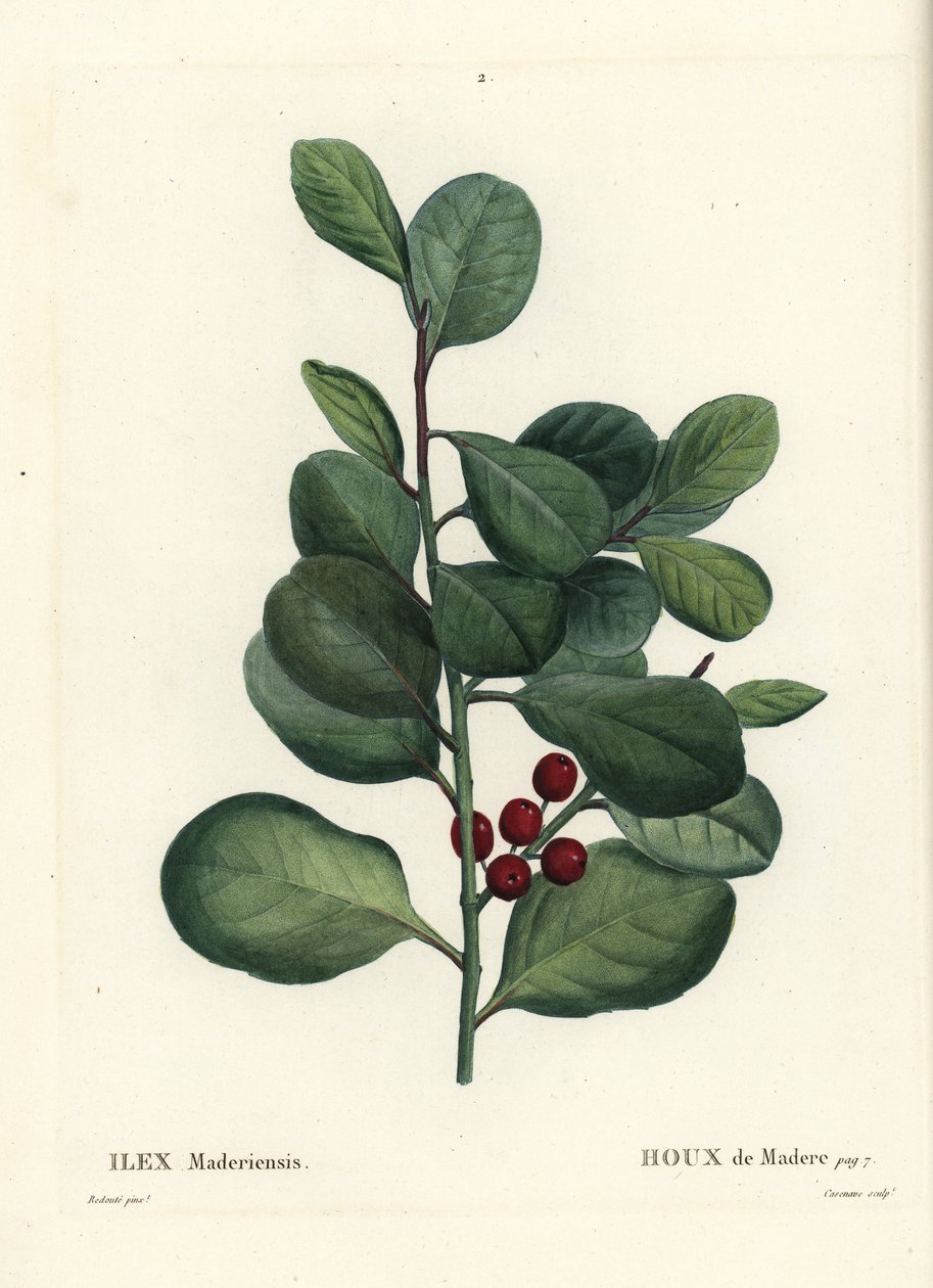 Madeira holly, Ilex perado (Holly de Madere, Ilex maderiensis). Casenaven käsinvärinen pistekaiverrus Pierre-Joseph Redouten kuvituksen jälkeen Henri Louis Duhamel du Moncelin teoksesta Treat des Arbres et Shrustes, Pariisi tekijältä Pierre Joseph Redouté