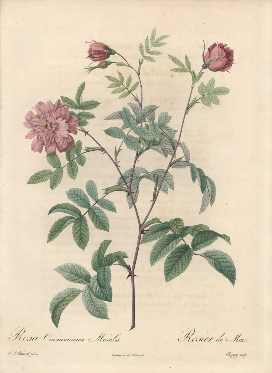 Toukokuun ruusu tai kaneliruusu - Eau forte de Chapuy, Pierre Joseph Redouten (1759-1840) kuvituksesta, ote Les Rosesista tekijältä Pierre Joseph Redouté