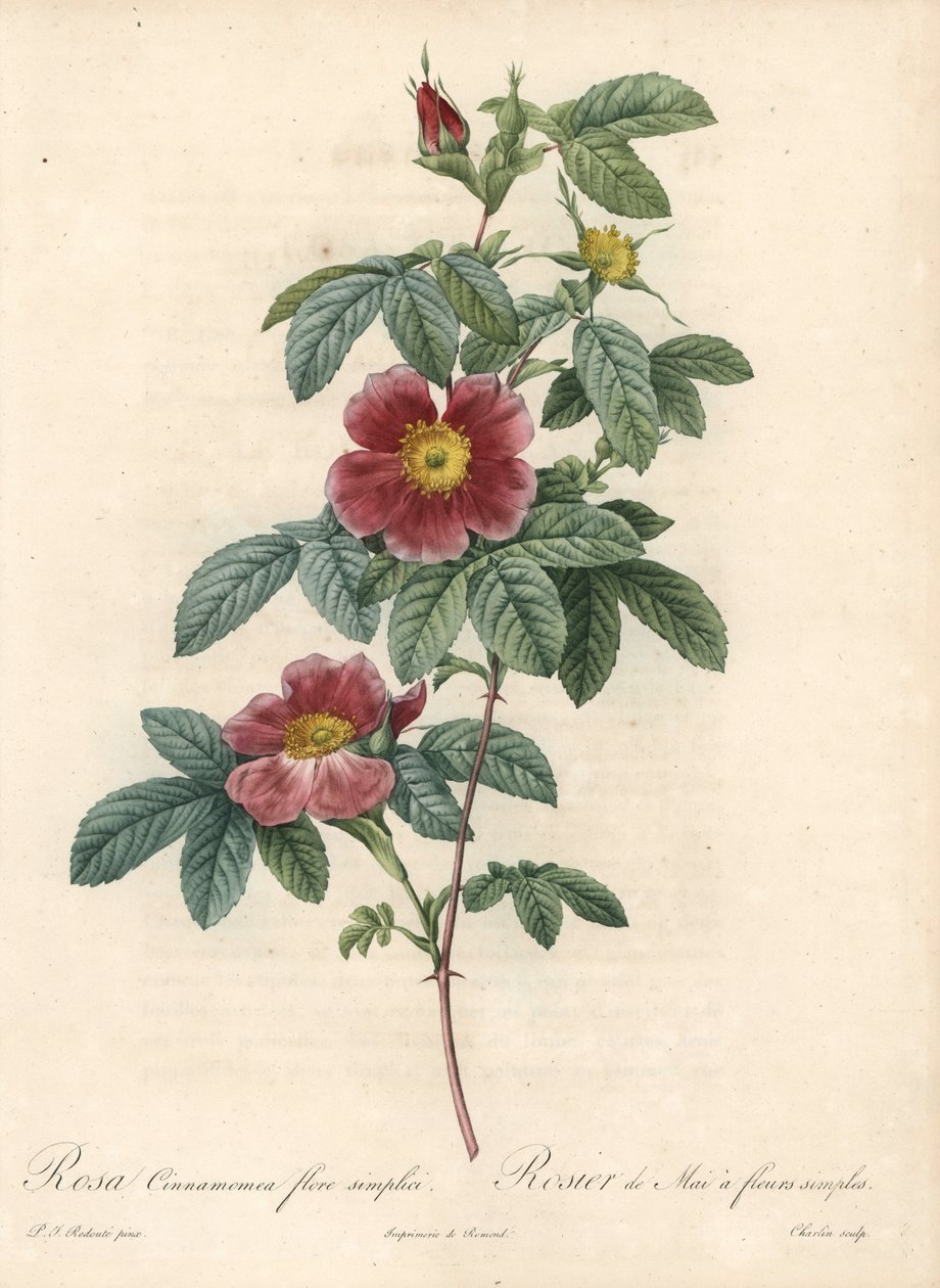 Voi ruusu tai ruusukaneli yksinkertainen kukka - Charlinin Eau forte Pierre Joseph Redouten (1759-1840) kuvituksesta Les Rosesista tekijältä Pierre Joseph Redouté