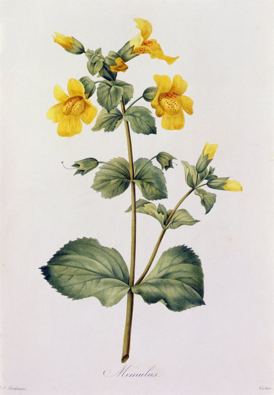 Mimulus (värillinen kaiverrus) tekijältä Pierre Joseph Redouté