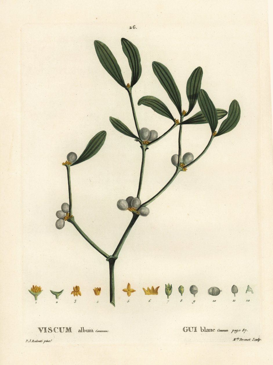 Misteli, Visum-albumi. Neiti Brenet