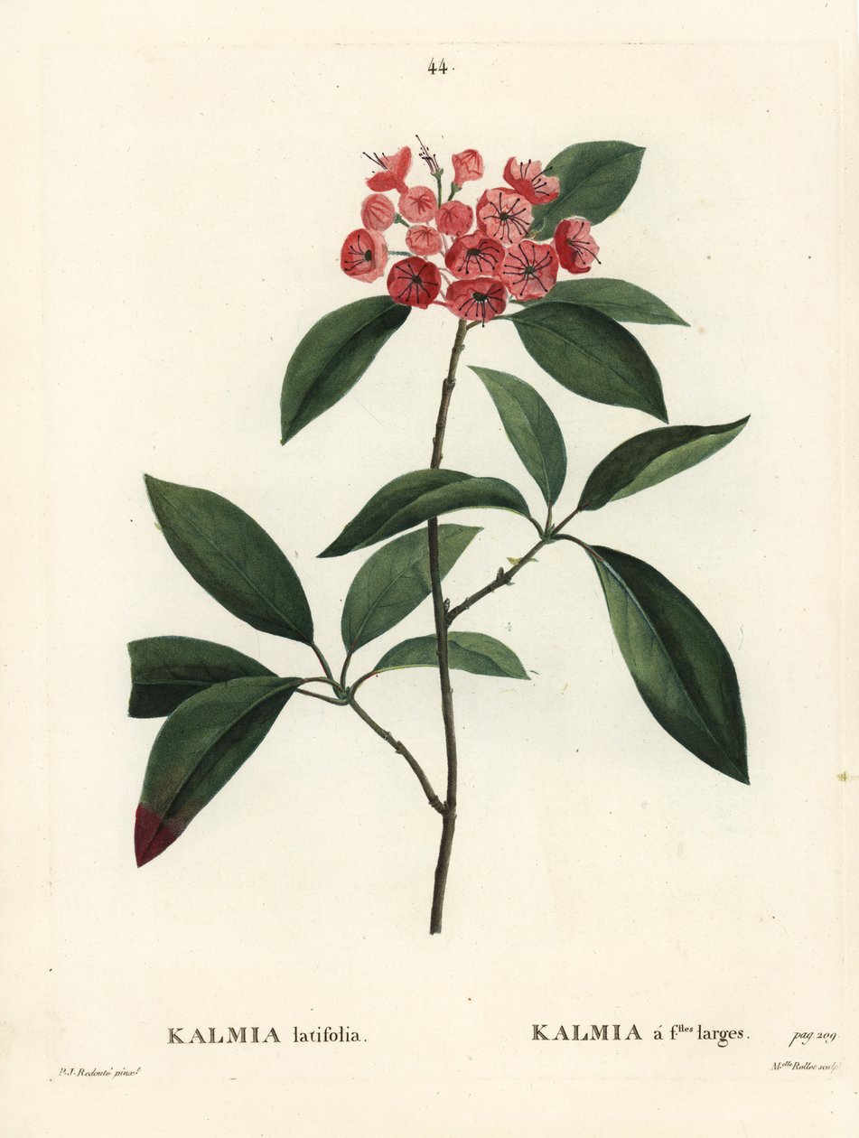Vuorilaakerit tai kalikonpensas, Kalmia latifolia. Neiti Rolletin käsinvärinen pistekaiverrus Pierre-Joseph Redouten piirustuksen jälkeen Henri Louis Duhamel du Moncelin teoksesta Treat des Arbres et Shrustes, Pariisi tekijältä Pierre Joseph Redouté