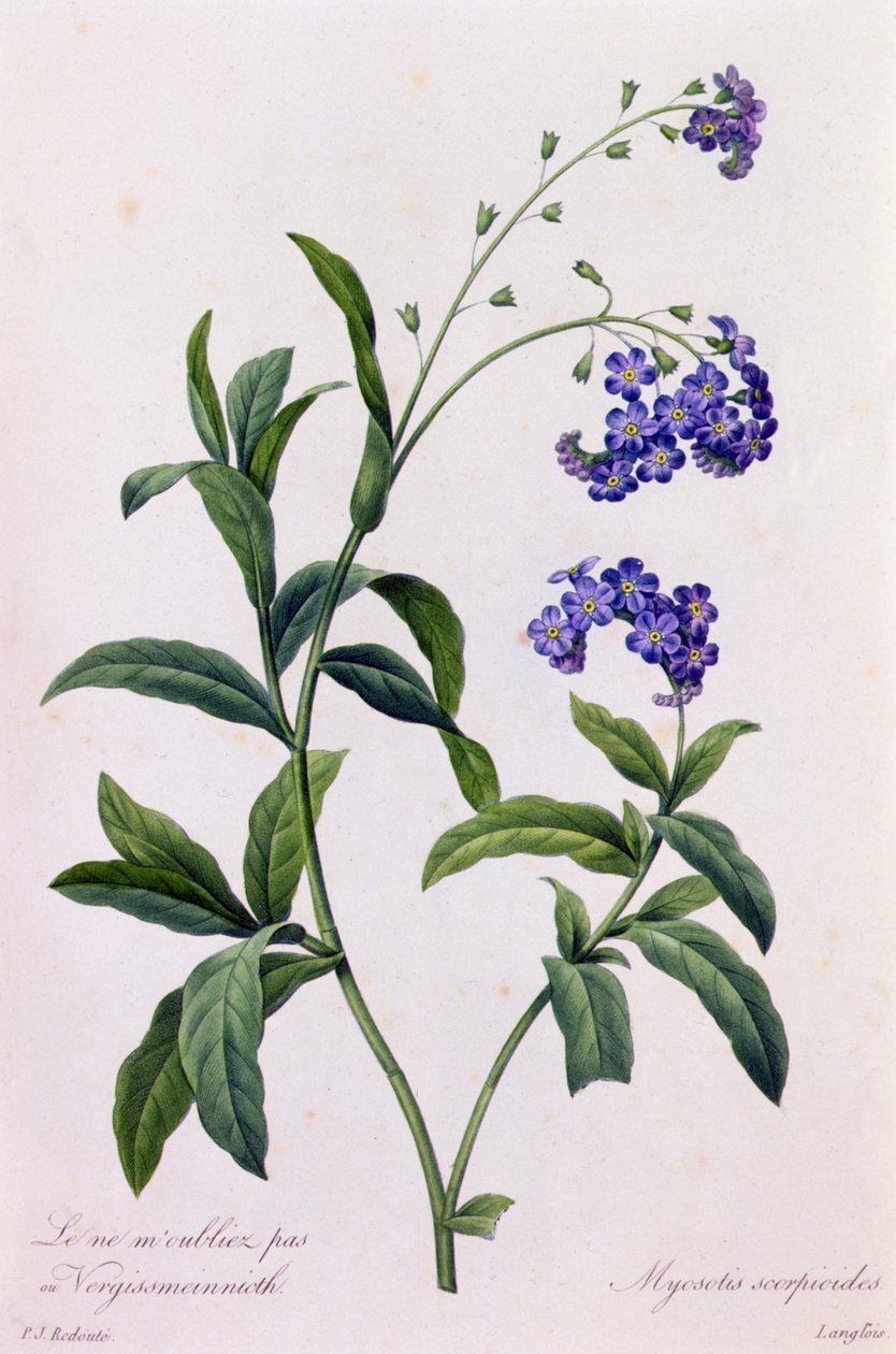 Myosotis Scorpiodes (värillinen kaiverrus) tekijältä Pierre Joseph Redouté