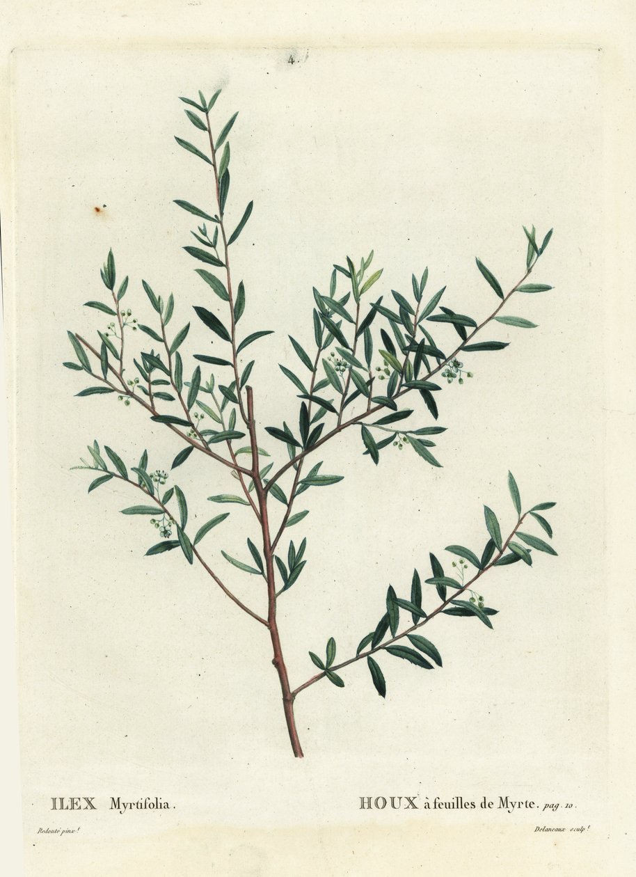 Myrtle holly tai myrtle dahoon, Ilex myrtifolia. Delaneaux