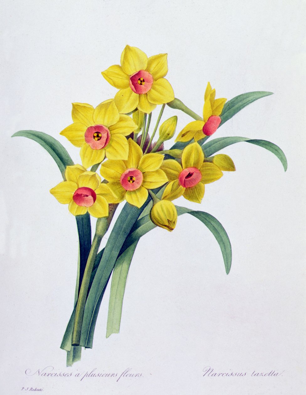 Narcissus Tazetta (värillinen kaiverrus) tekijältä Pierre Joseph Redouté