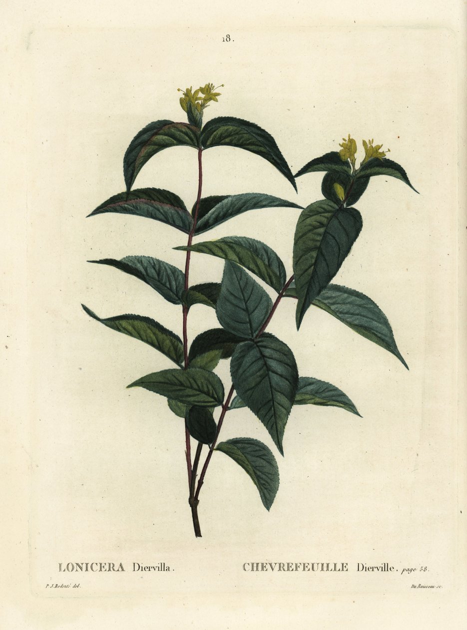 Pohjoinen pensaskuusama, Diervilla lonicera (Lonicera diervilla). Du Ruisseaun käsinvärinen pistekaiverrus Pierre-Joseph Redouten kuvituksen jälkeen Henri Louis Duhamel du Moncelin teoksesta Treat des Arbres et Shrustes, Pariisi tekijältä Pierre Joseph Redouté