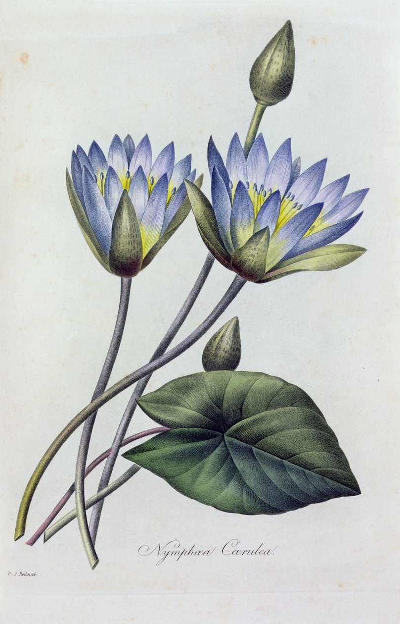 Nymphea Caerulea (värillinen kaiverrus) tekijältä Pierre Joseph Redouté