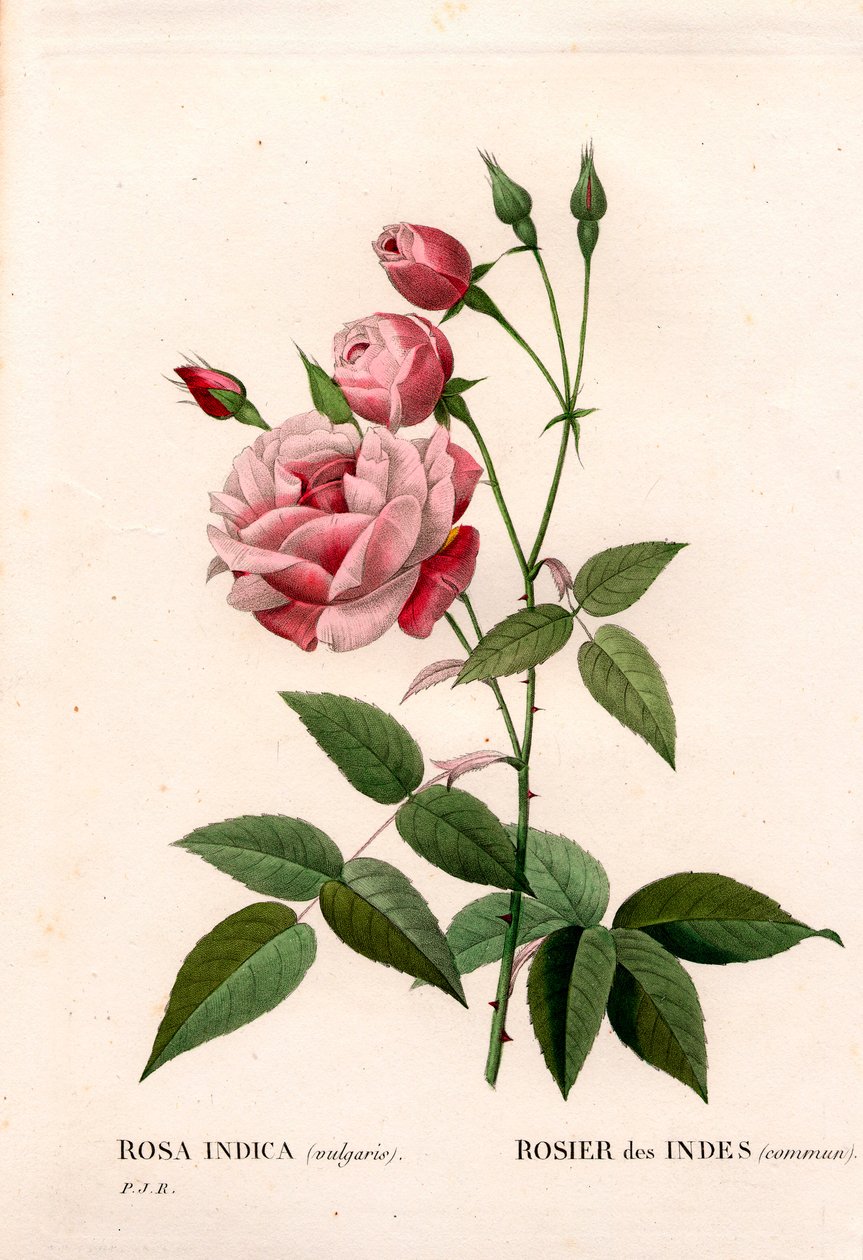 Vanha poskiruusu, Rosa chinensis, tavallinen intialainen ruusu. Käsinvärinen pistekuparikaiverrus Pierre Joseph Redouten teoksesta Les Roses, Paris tekijältä Pierre Joseph Redouté
