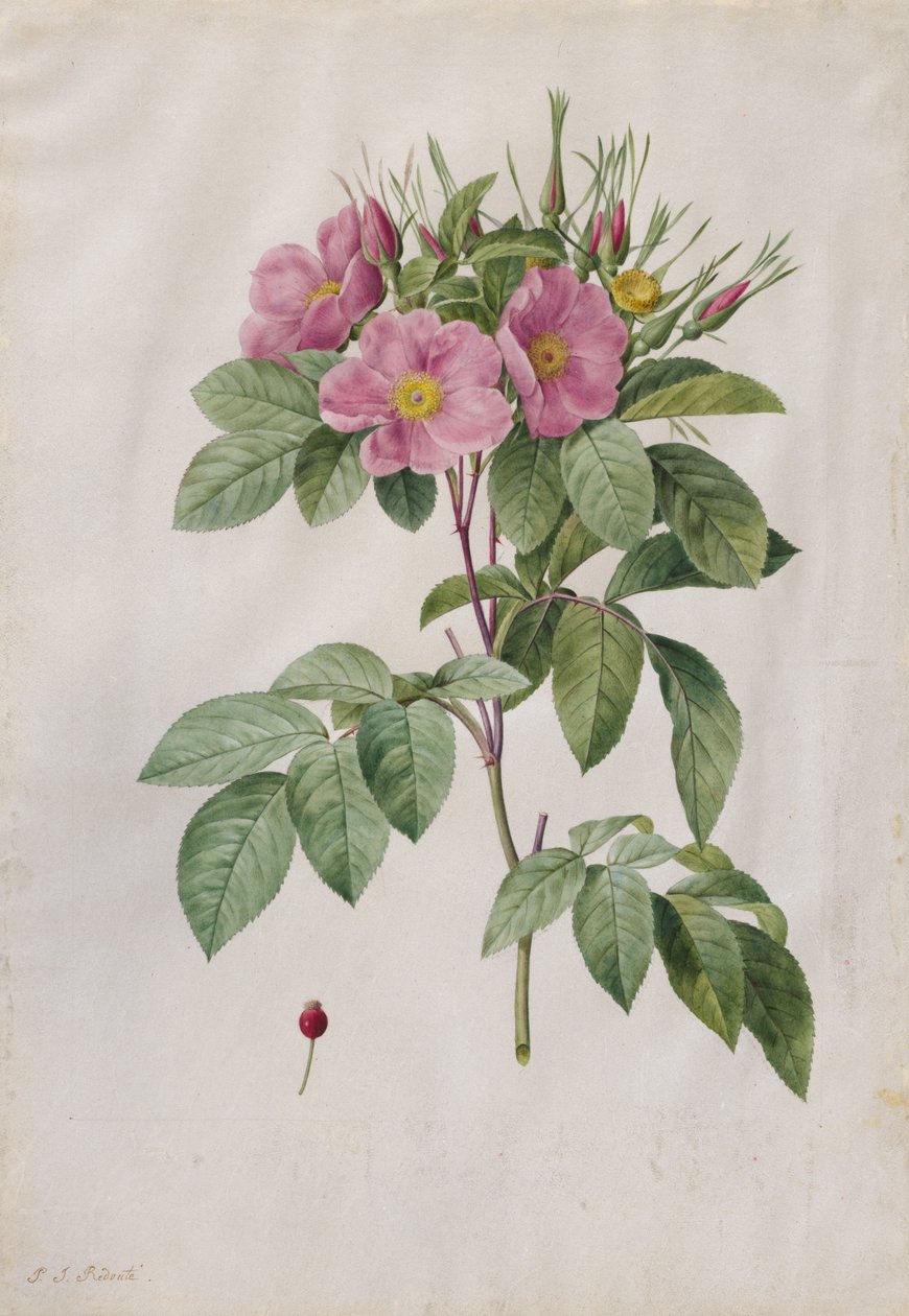 Laituruusu (Rosa Carolina Corymbosa) tekijältä Pierre Joseph Redouté