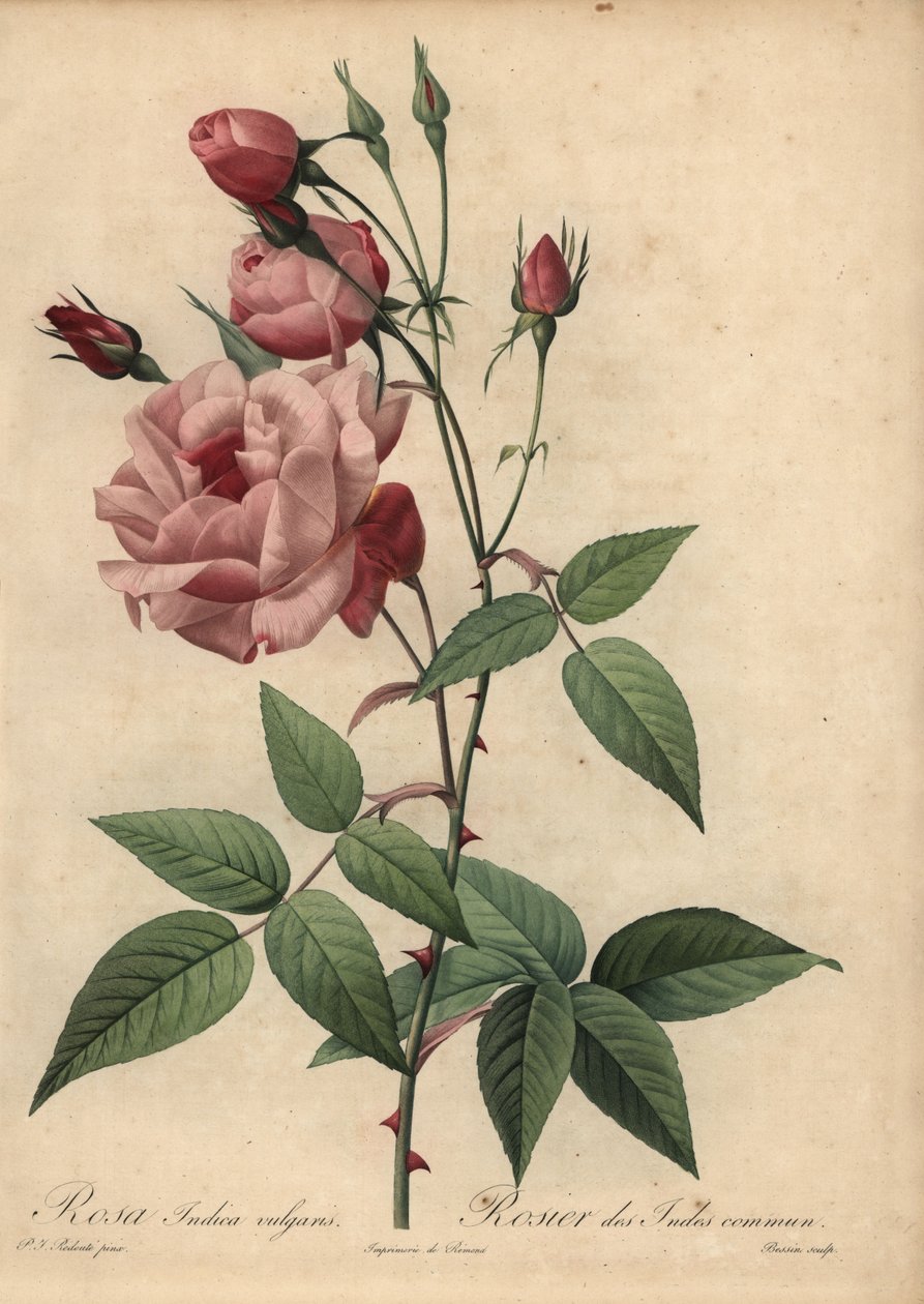 Vaaleanpunainen Kiinan ruusu, Rosa chinensis tekijältä Pierre Joseph Redouté