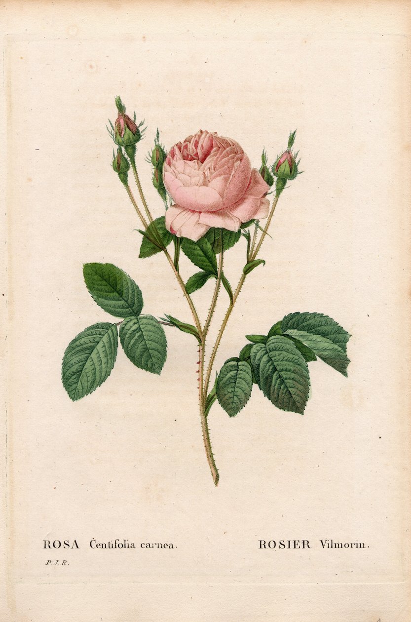 Pink Vilmorin, Rosa centifolia Vilmorin. Käsinvärinen pistekuparikaiverrus Pierre Joseph Redouten teoksesta Les Roses, Paris tekijältä Pierre Joseph Redouté