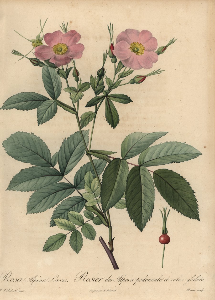 Pinkki alppiruusu, Rosa pendulina tekijältä Pierre Joseph Redouté