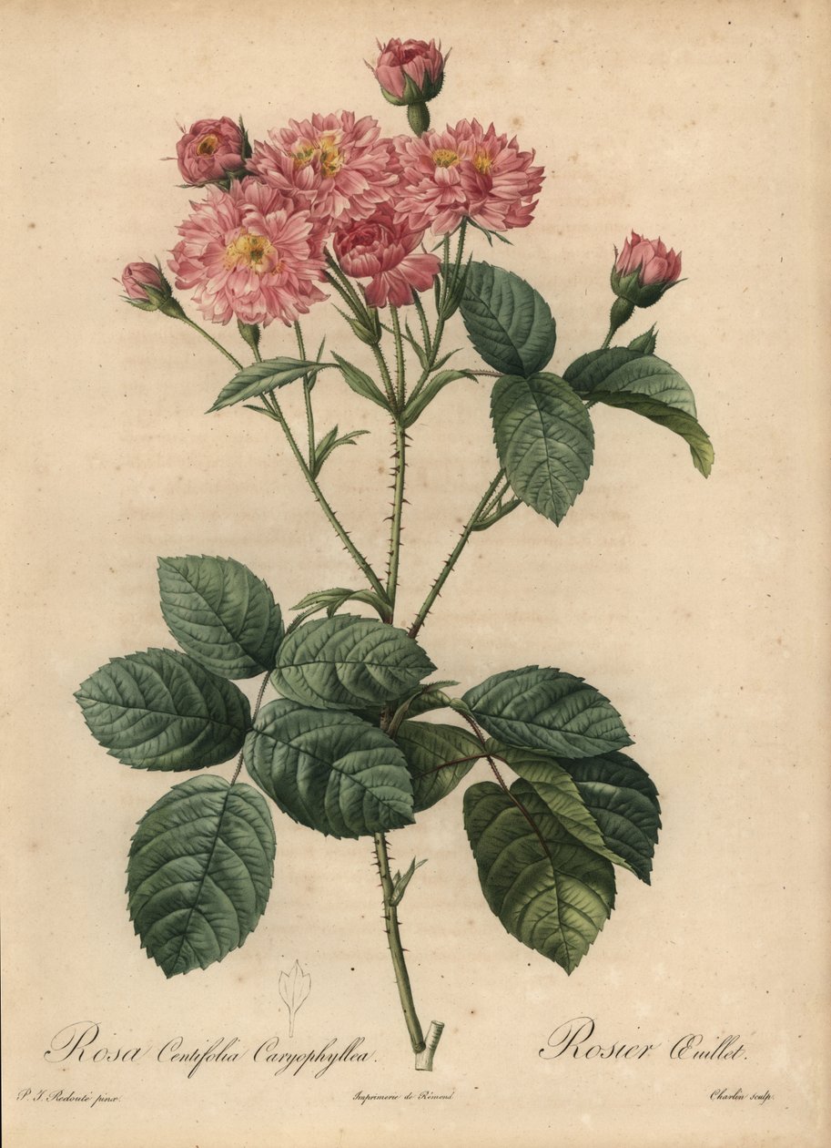 Vaaleanpunainen neilikka-terälehtikaali ruusu, Rosa centifolia tekijältä Pierre Joseph Redouté