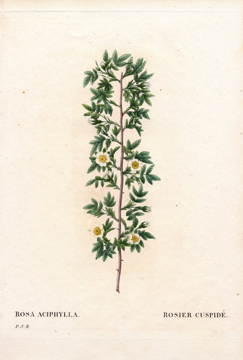 Pink cuspidate, Rosa canina -lajike. Cuspid rose, Rosa aciphylla. Käsinvärinen pistekuparikaiverrus Pierre Joseph Redouten teoksesta Les Roses, Paris tekijältä Pierre Joseph Redouté