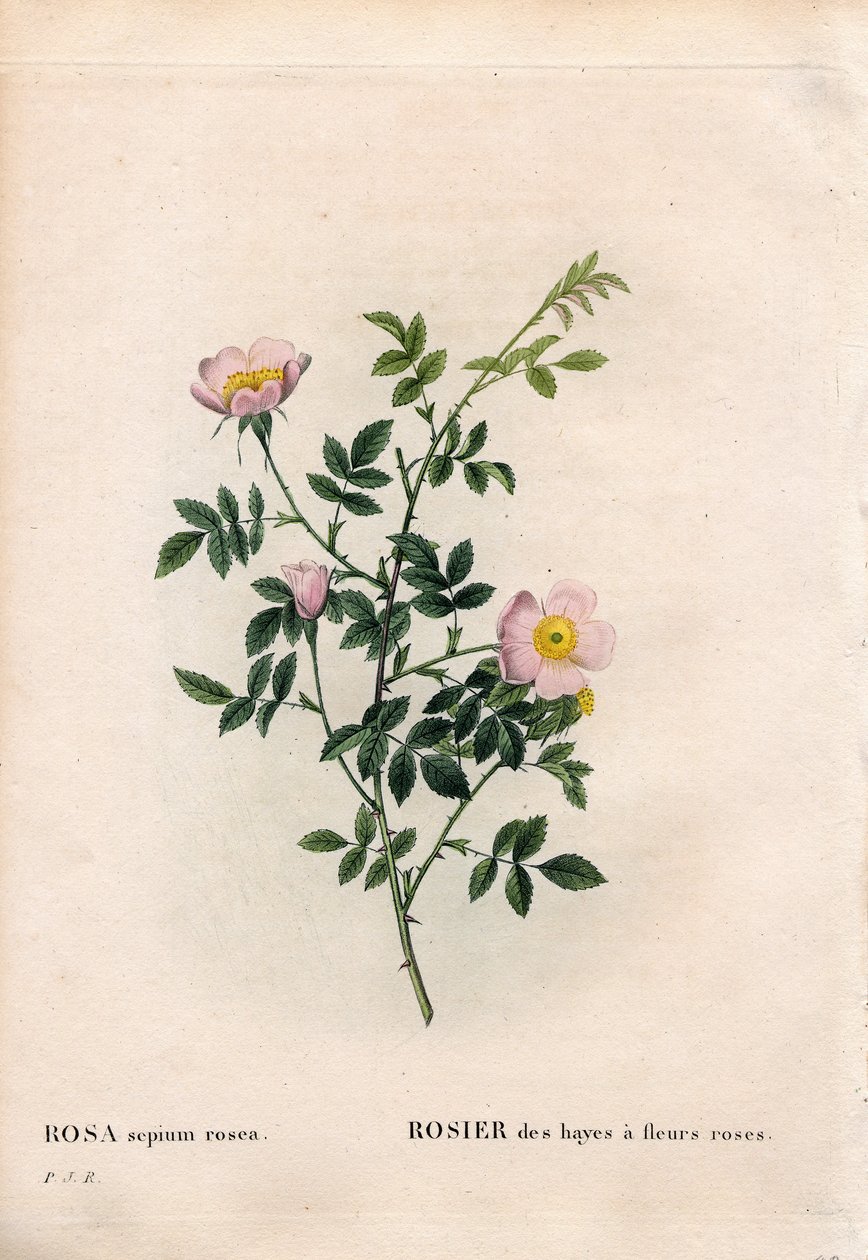 Vaaleanpunainen pensasruusu, Rosa aggrestis -lajike, Rose of the Hayes vaaleanpunaisilla kukilla. Käsinvärinen pistekuparikaiverrus Pierre Joseph Redouten teoksesta Les Roses, Paris tekijältä Pierre Joseph Redouté