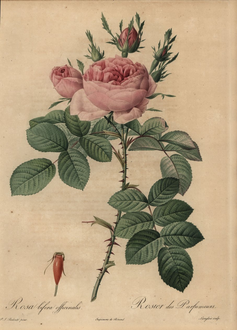 Vaaleanpunainen hybridiruusu, Rosa bifera tekijältä Pierre Joseph Redouté
