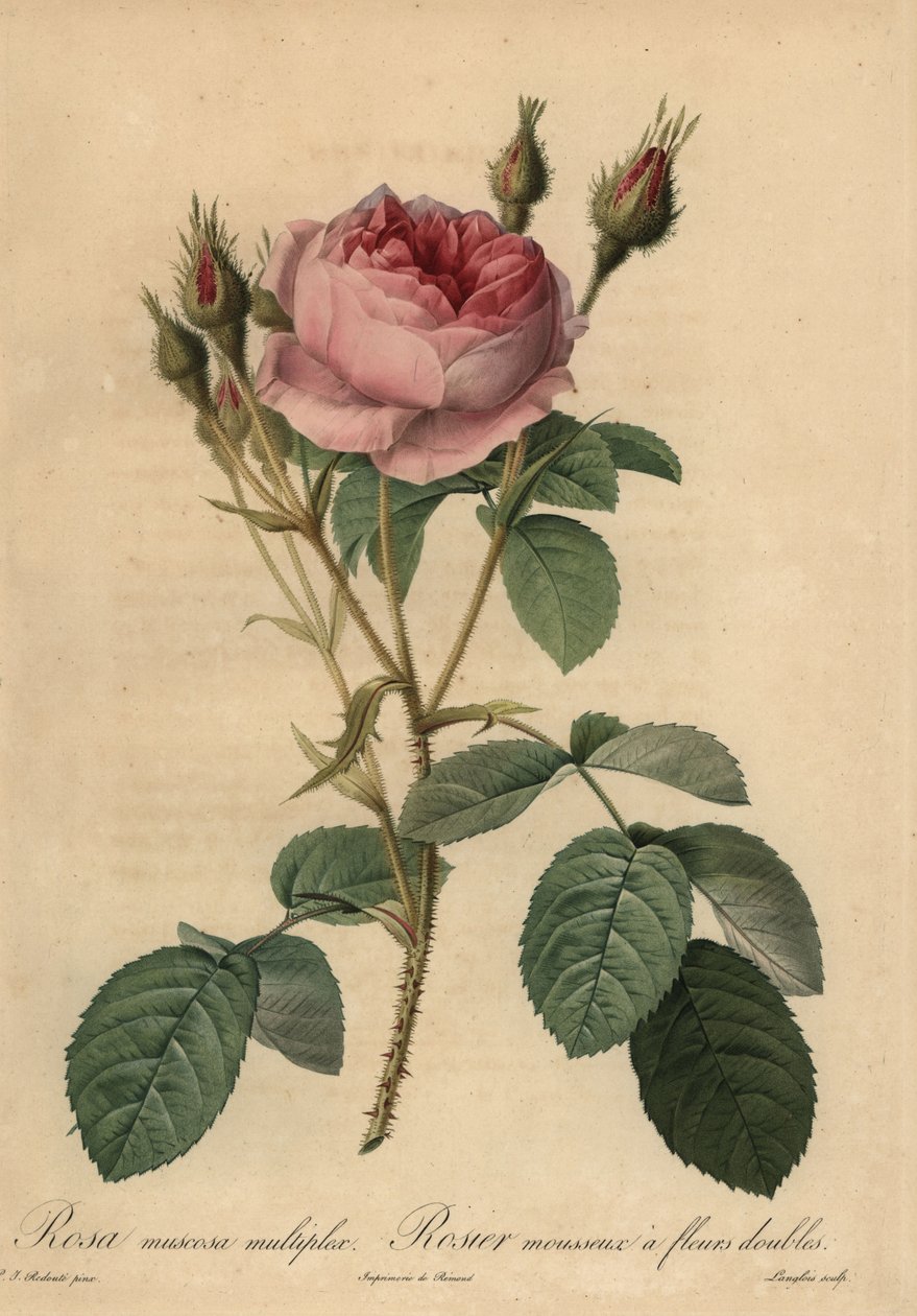 Vaaleanpunainen sammalruusu, Rosa centifolia f. muscosa tekijältä Pierre Joseph Redouté