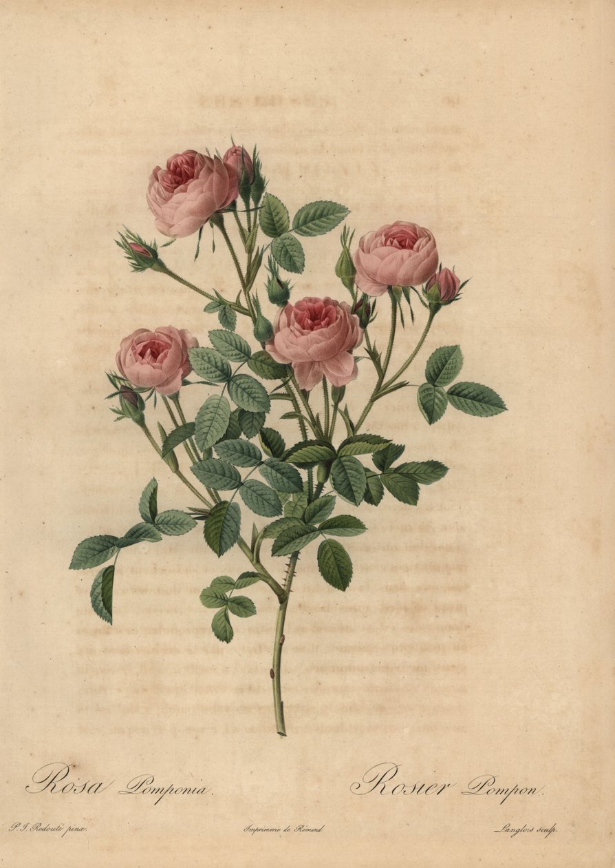 Vaaleanpunainen pompon ruusu, Rosa centifolia tekijältä Pierre Joseph Redouté