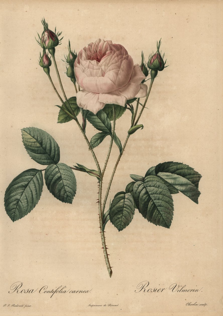 Vaaleanpunainen ruusu, Rosa centifolia carnea tekijältä Pierre Joseph Redouté