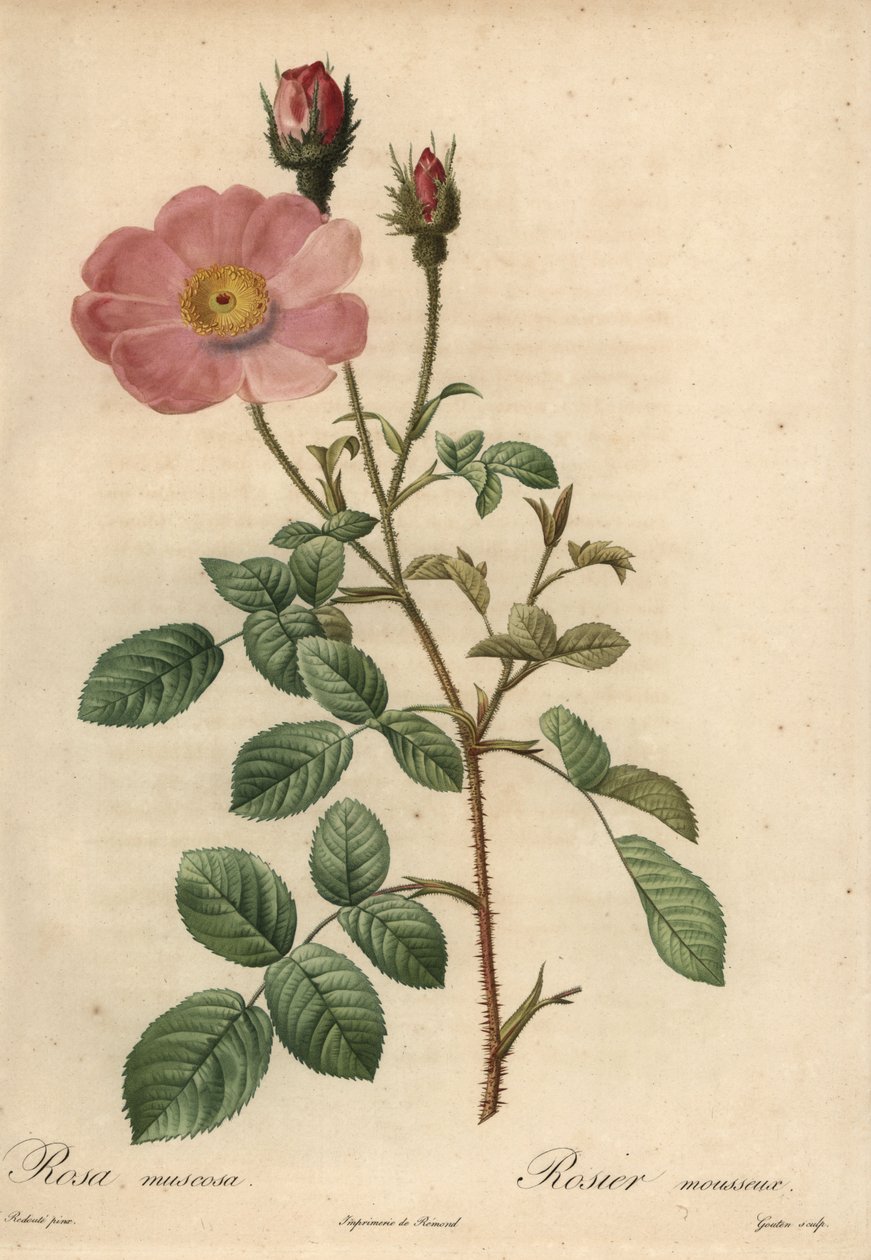 Vaaleanpunainen ruusu, Rosa muscosa tekijältä Pierre Joseph Redouté