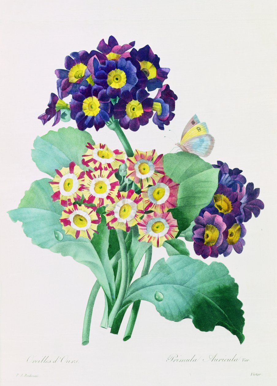 Primula Auricula (värillinen kaiverrus) tekijältä Pierre Joseph Redouté