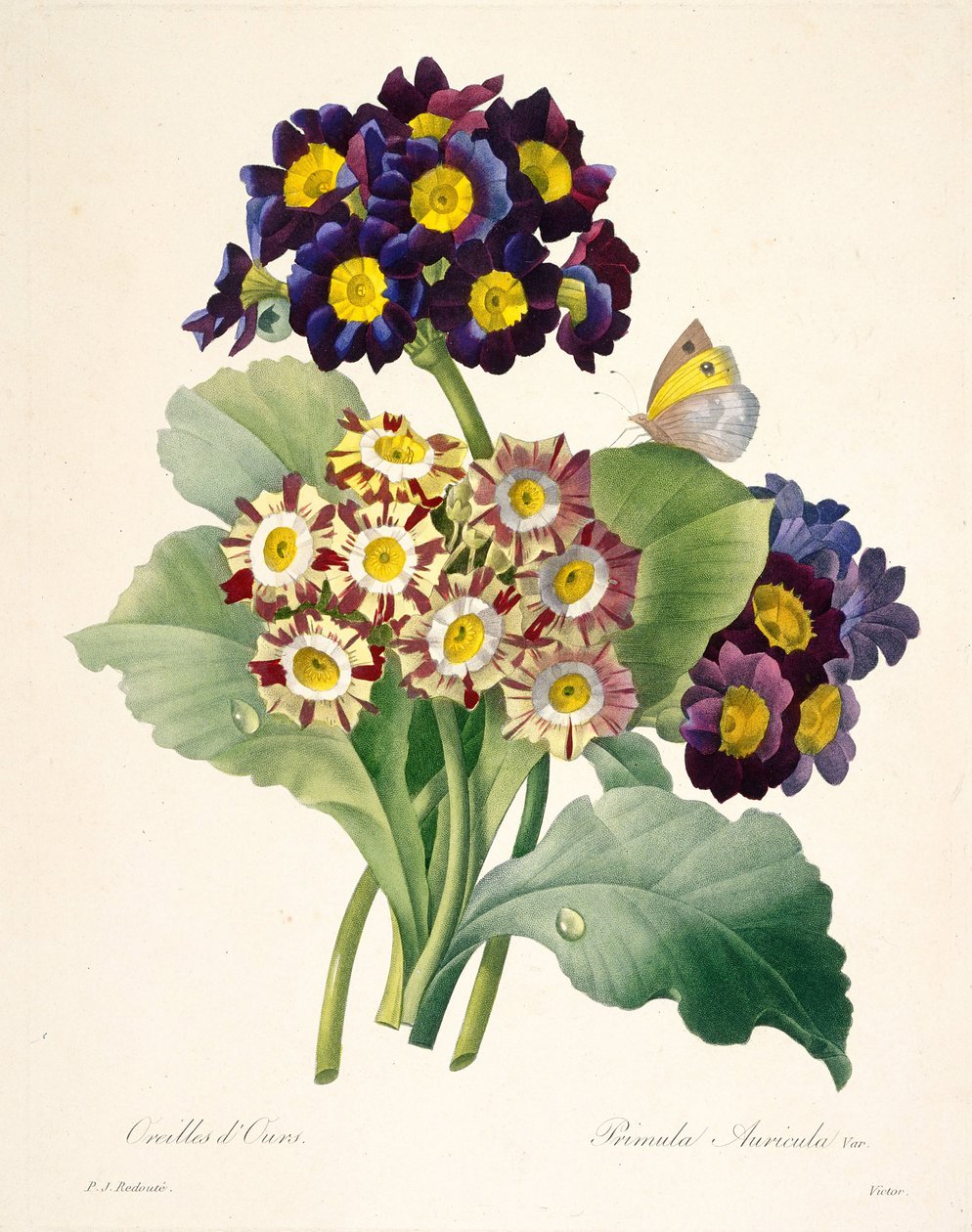 Primula auricula primroses, 1827. tekijältä Pierre Joseph Redouté