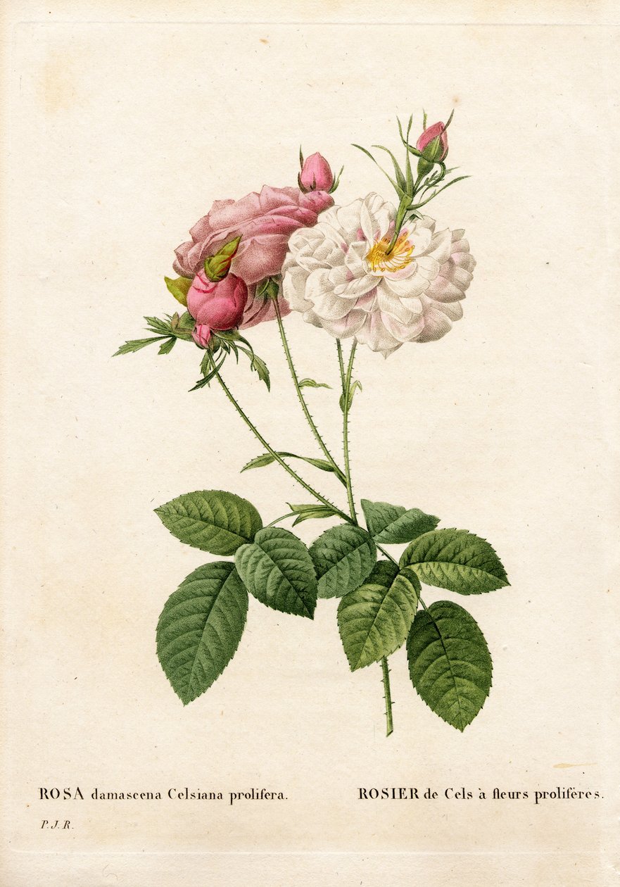 Proliferous Cels ruusu, Rosa damascena var. incarnata-maxima, Cels Rosella on lisääntyviä kukkia. Käsinvärinen pistekuparikaiverrus Pierre Joseph Redouten teoksesta Les Roses, Paris tekijältä Pierre Joseph Redouté