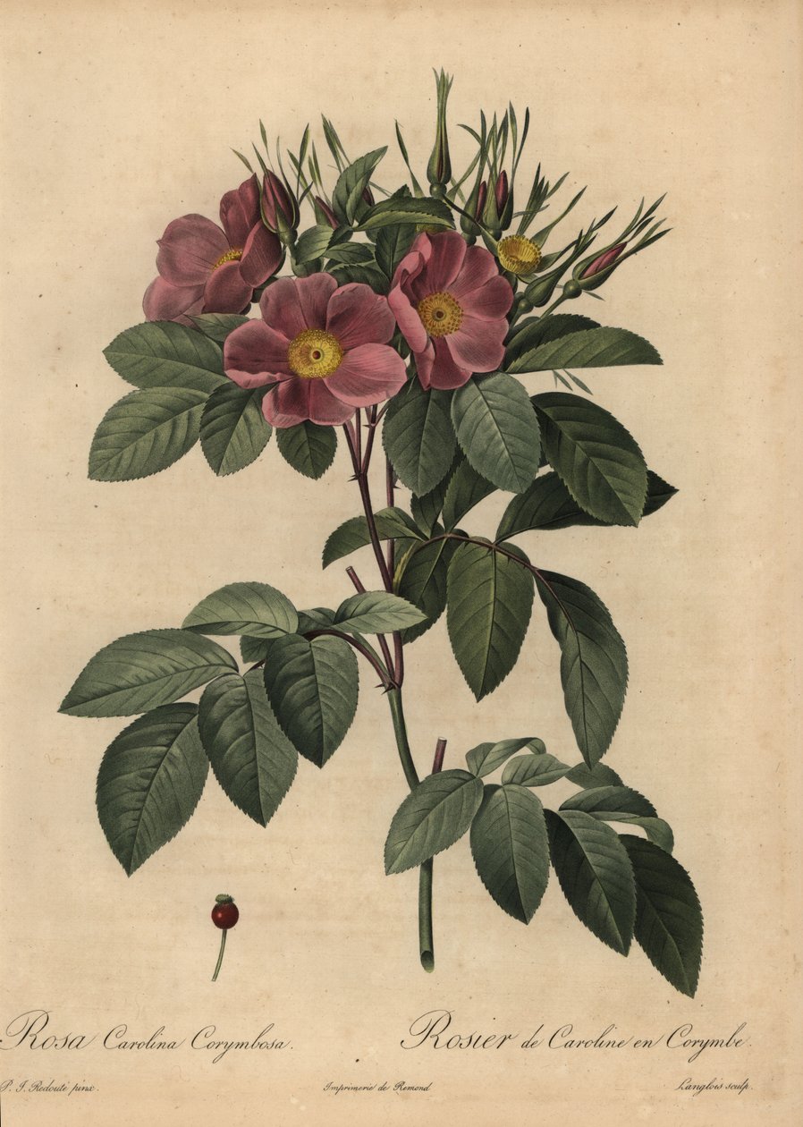 Purppura Carolina ruusu tai laidunruusu, Rosa carolina corymbosa tekijältä Pierre Joseph Redouté