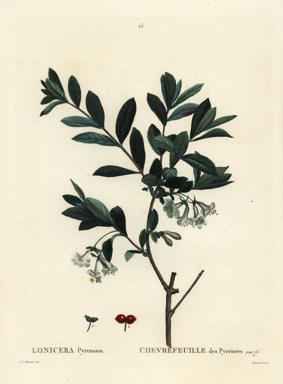 Pyreneiden kuusama, Lonicera pyrenaica. Tessaertin käsinvärinen pistekaiverrus Pierre-Joseph Redouten kuvituksen jälkeen Henri Louis Duhamel du Moncelin Treat des Trees et Shrustesista, Pariisista tekijältä Pierre Joseph Redouté