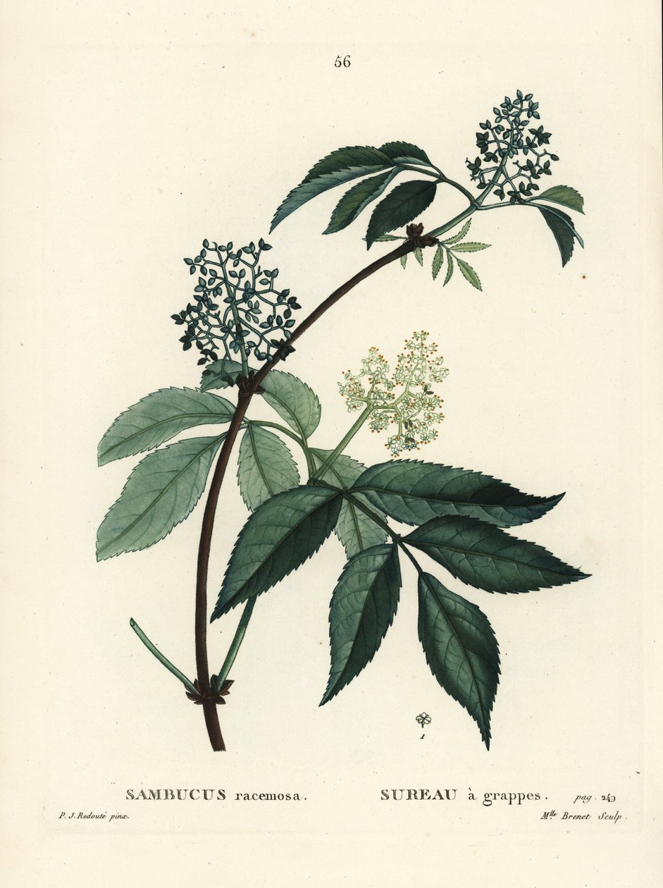Punainen seljanmarja tai punamarja, Sambucus racemosa. Neiti Brenet