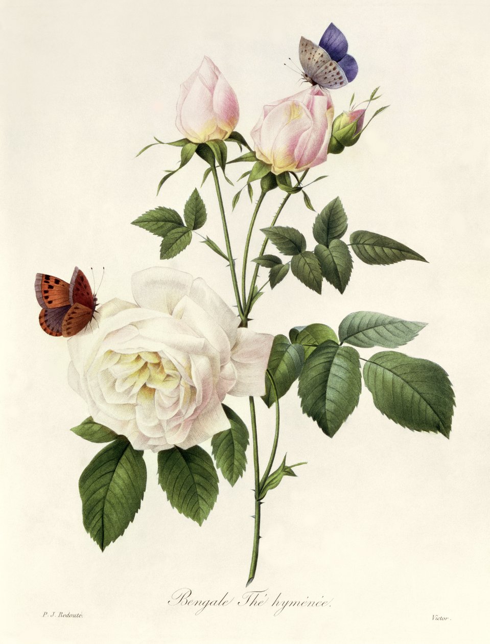 Rosa: Bengale the Hymenes, teoksesta "Les Roses", 1800-luku tekijältä Pierre Joseph Redouté