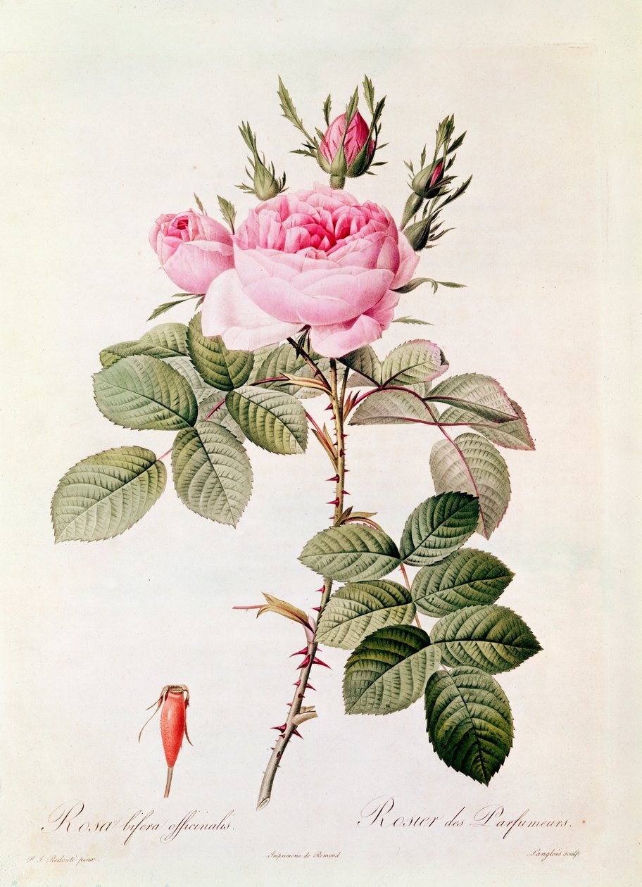 Rosa Bifera Officinalis, Claude Antoine Thoryn (1757-1827) Les Rosesista, kaiverrettu Eustache Hyacinthe Langlois (1777-1837) tekijältä Pierre Joseph Redouté