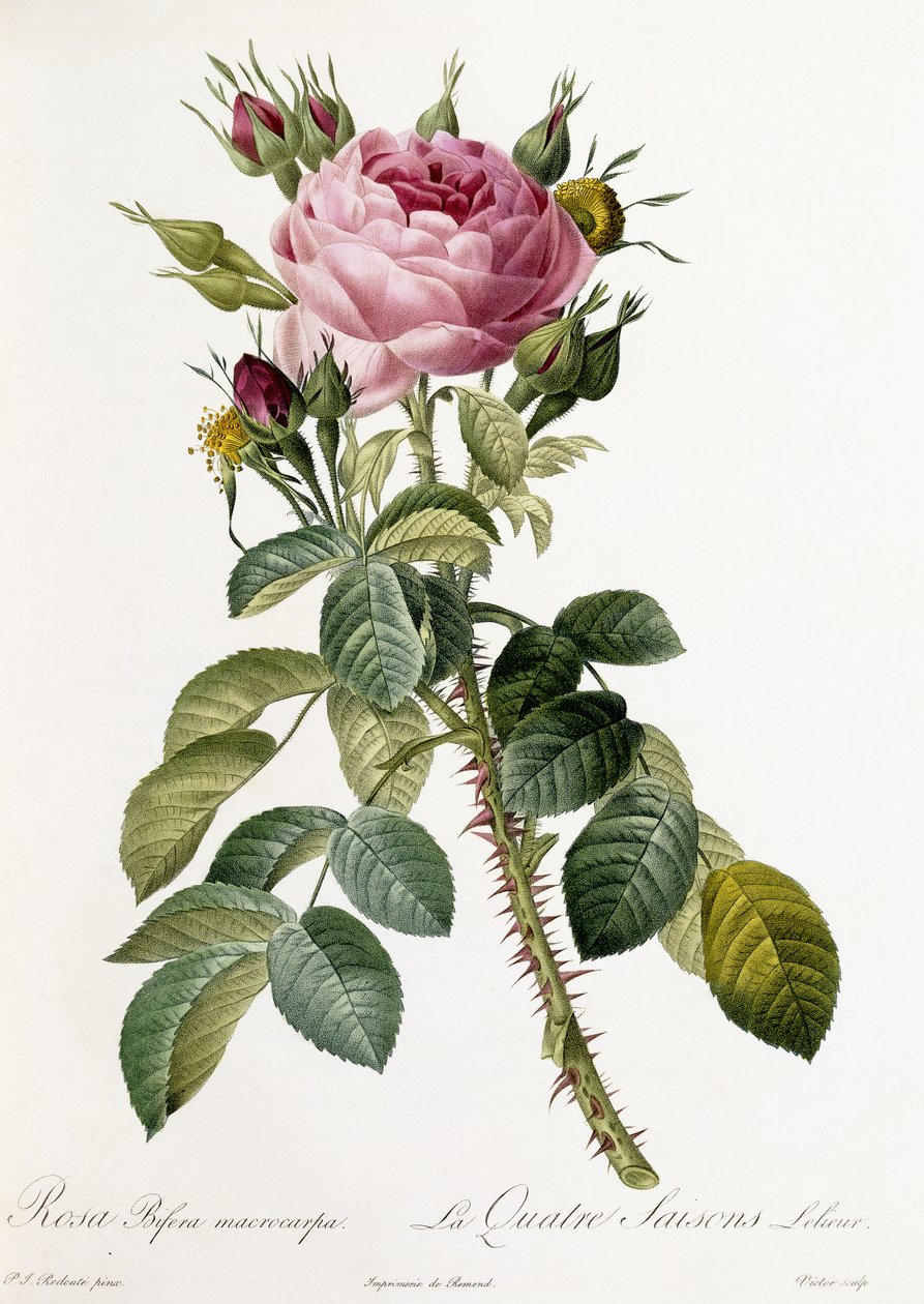 Rosa Bifera macrocarpa, 1817-1824 tekijältä Pierre Joseph Redouté
