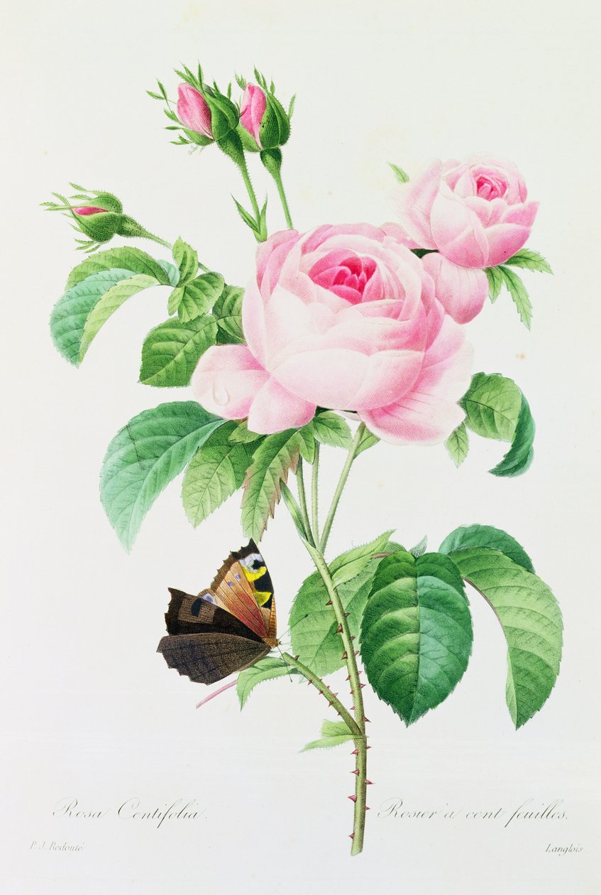 Rosa Centifola (värillinen kaiverrus) tekijältä Pierre Joseph Redouté